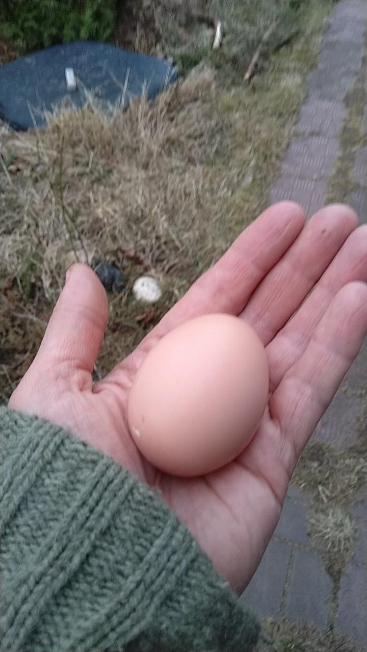 Яйцо инкубационное Порода Джерсийский гигант - фотография № 1