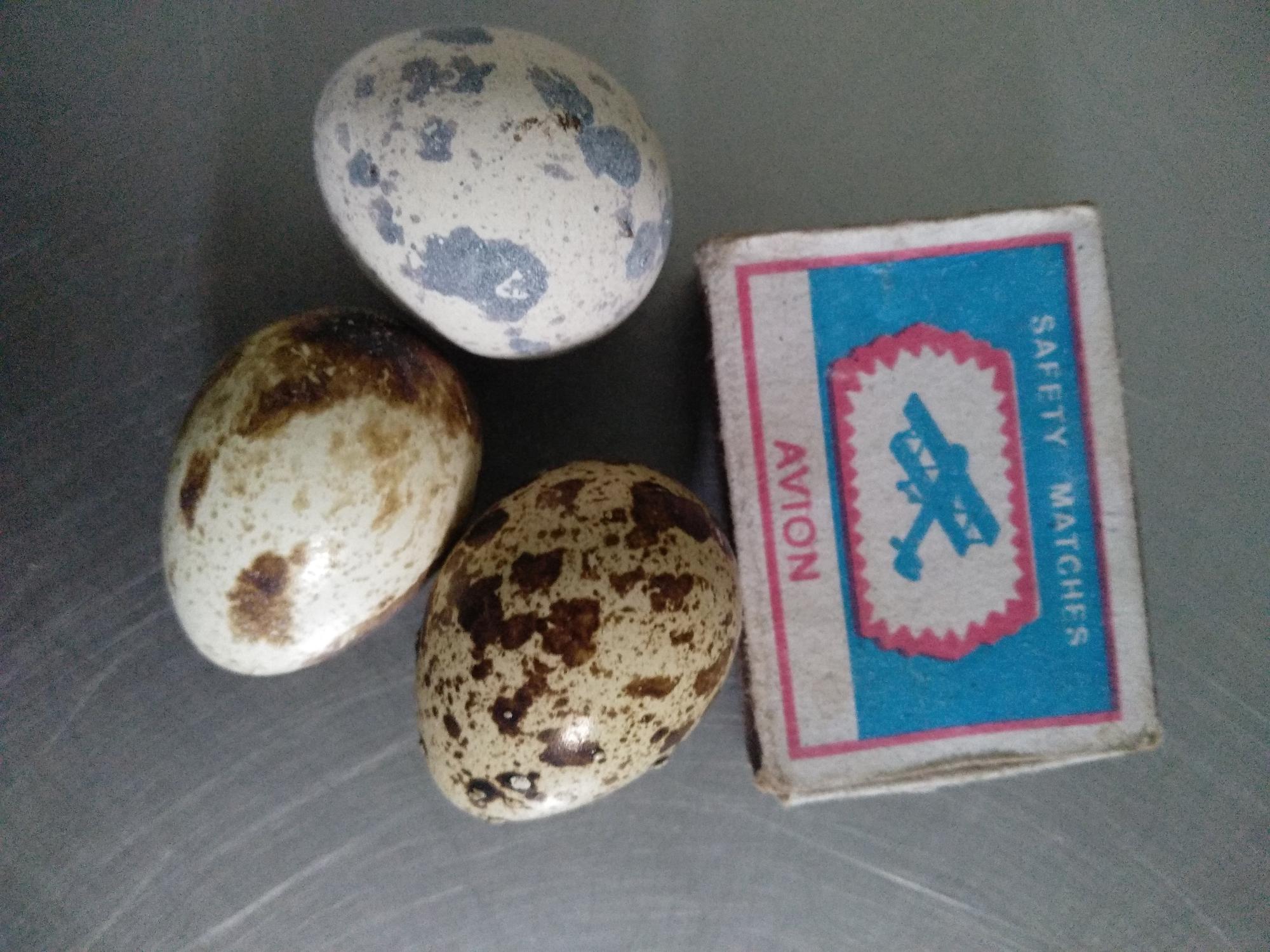 Яйцо инкубационные перепелиное - фотография № 2