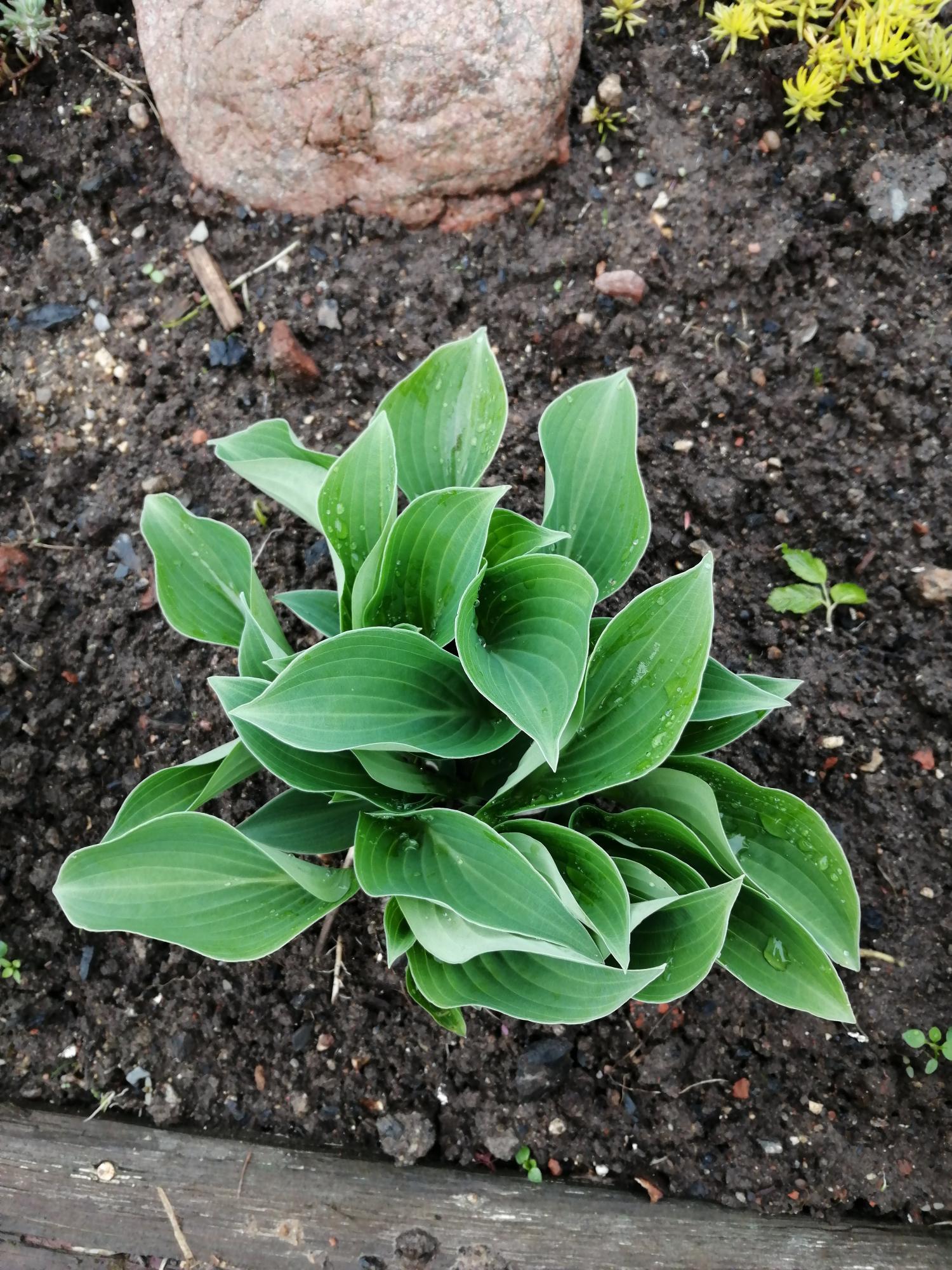 Рп5 хоста. Хоста "sagae" (hosta). Хоста зеленая. Хоста блю энджел. Рп5 хоста.