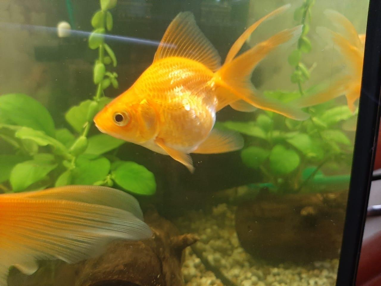 Риукин альбинос Золотая рыбка