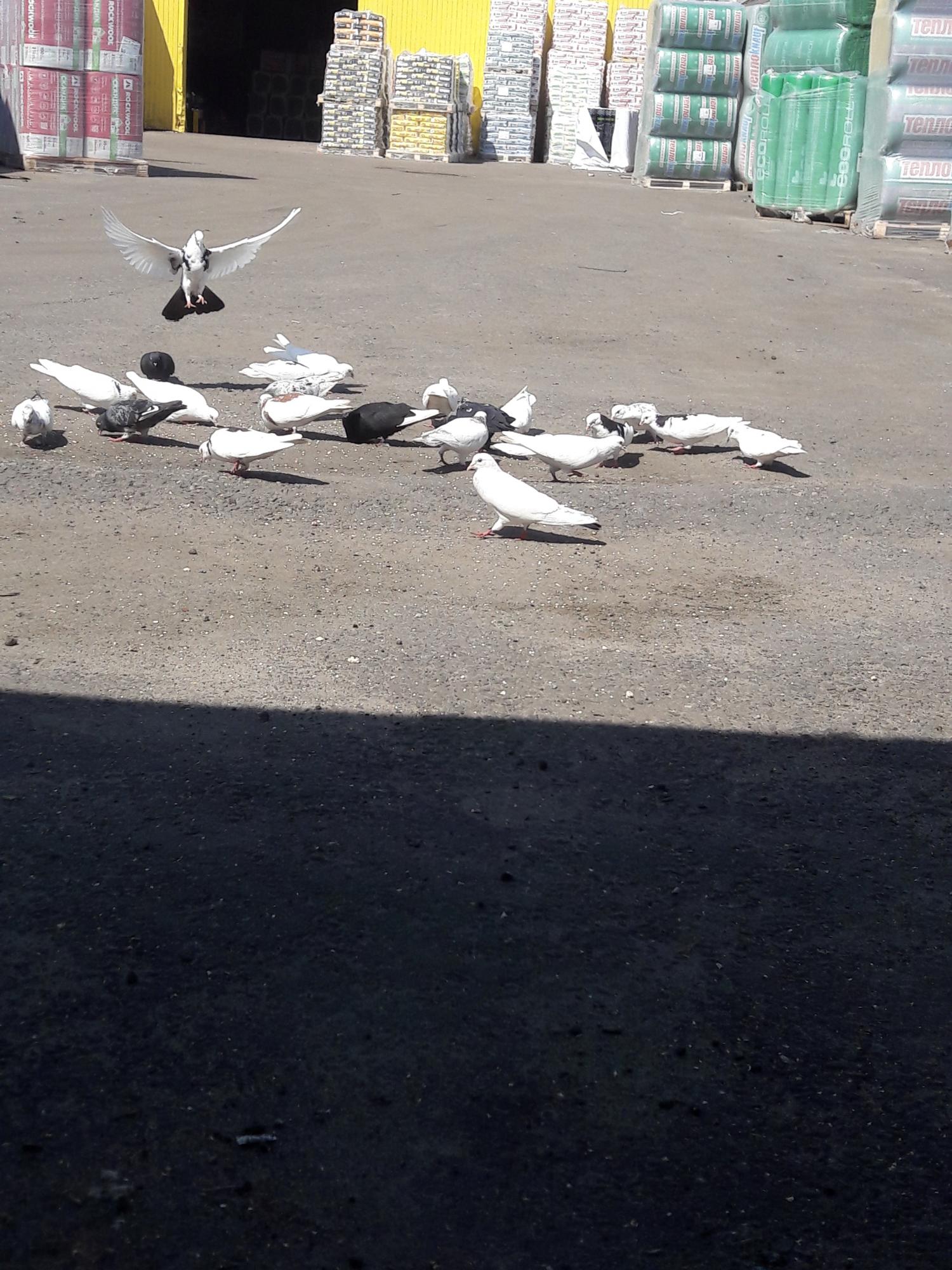 Голуби