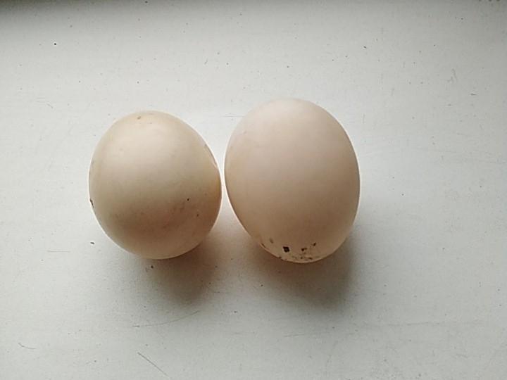 Яйцо утиное инкубационное. Яйца уток инкубационные куп Новосиб. Сколько стоит яйцо утки для инкубации. Яйцо утиное инкубационное купить. Мускусная утка яйцо инкубационное купить