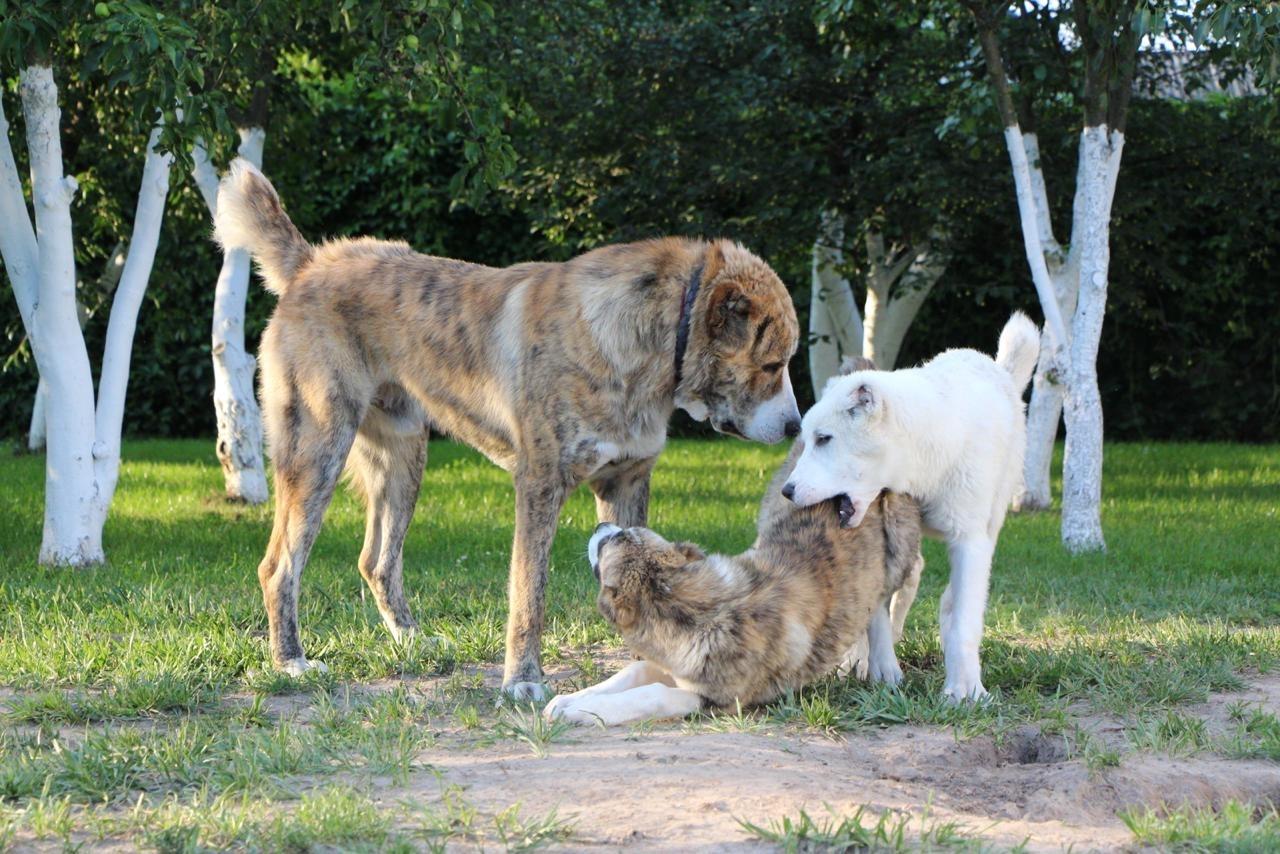 Купить Щенка Тайгана В России
