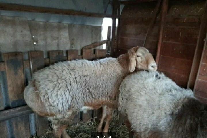 Гиссарские овцы(баранчики) -4 -х месяцев - фотография № 3