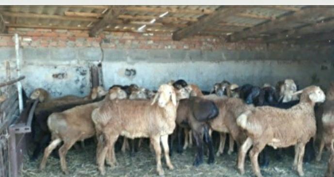 Гиссарские овцы(баранчики) -4 -х месяцев - фотография № 2