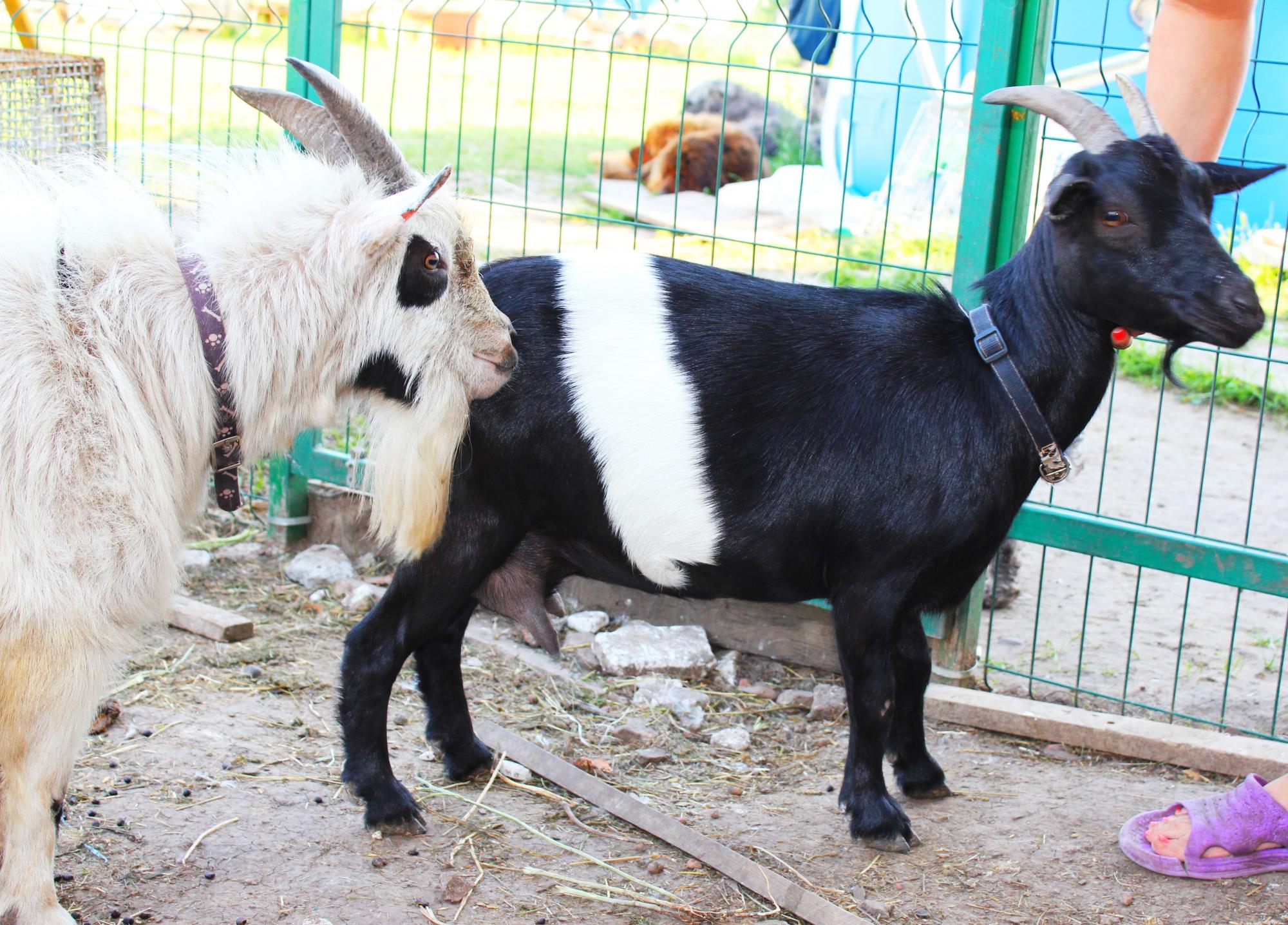 Карликовые камерунские козы - фотография № 3