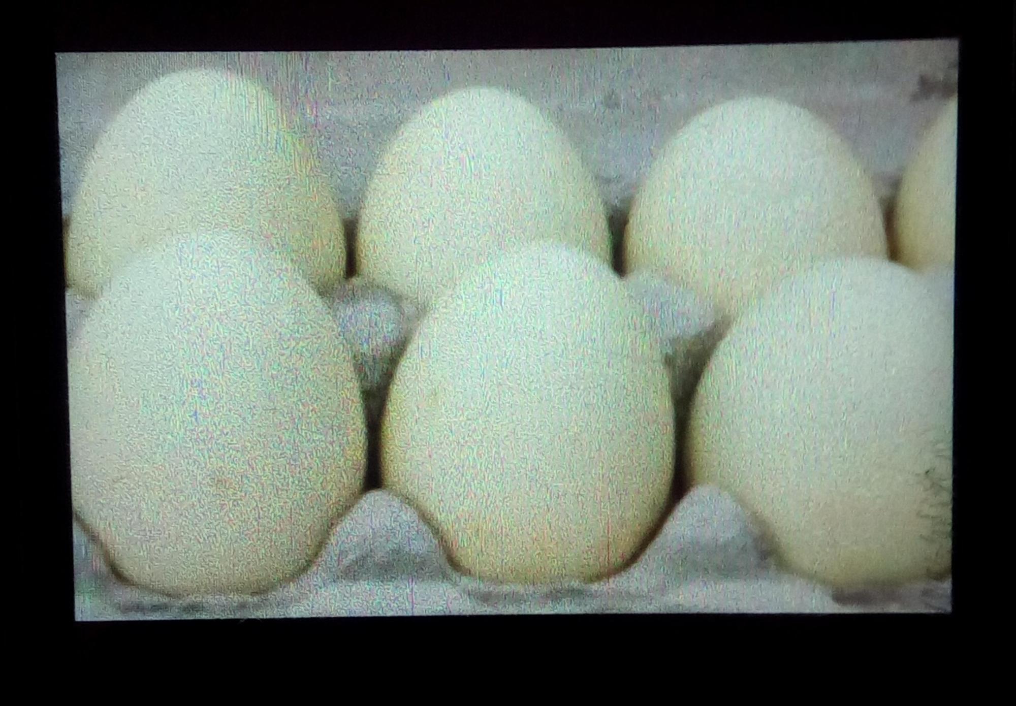 Инкубационные яйца индоутки (мускусной)