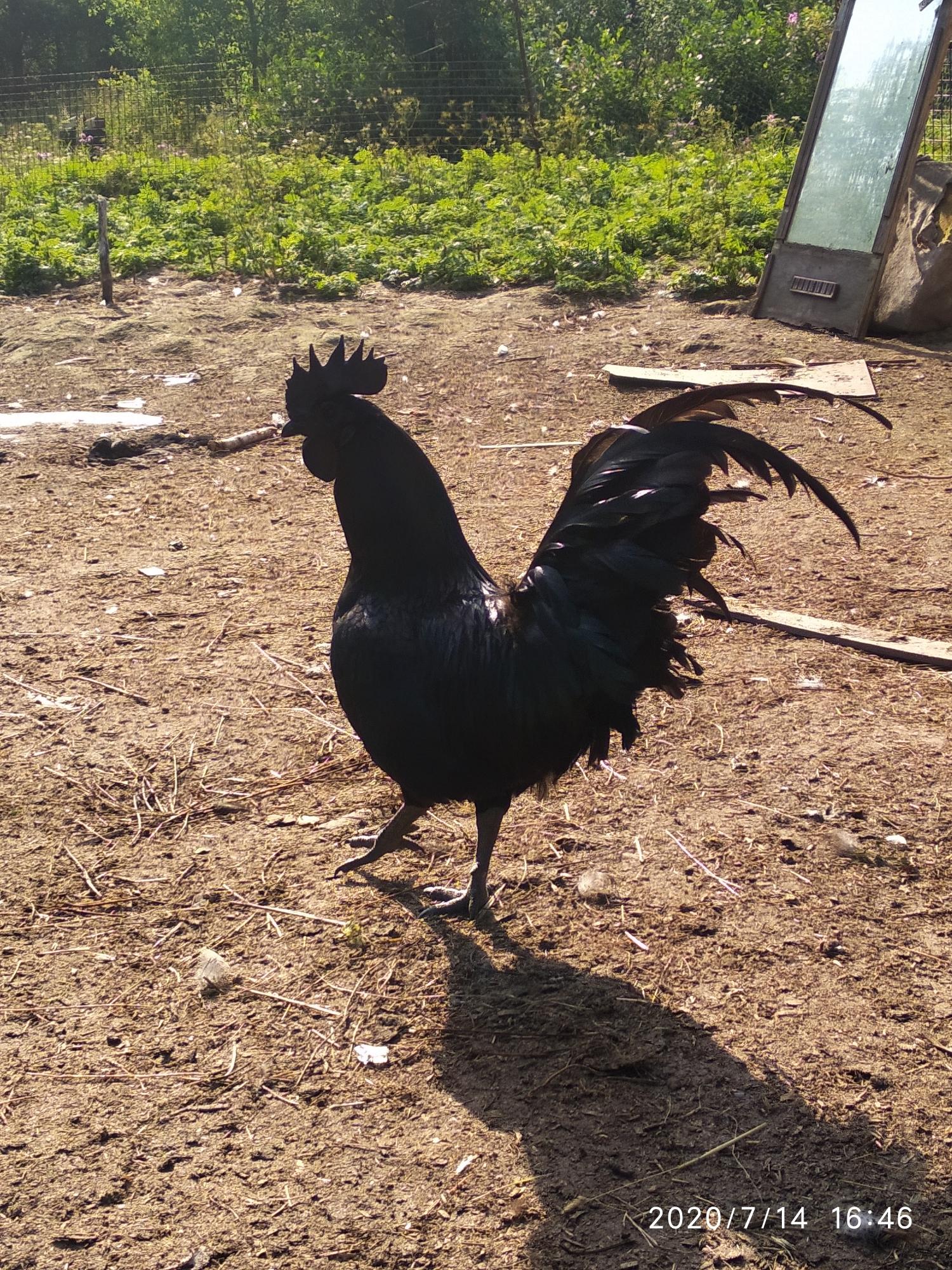 Птенцы черных куриц - фотография № 1