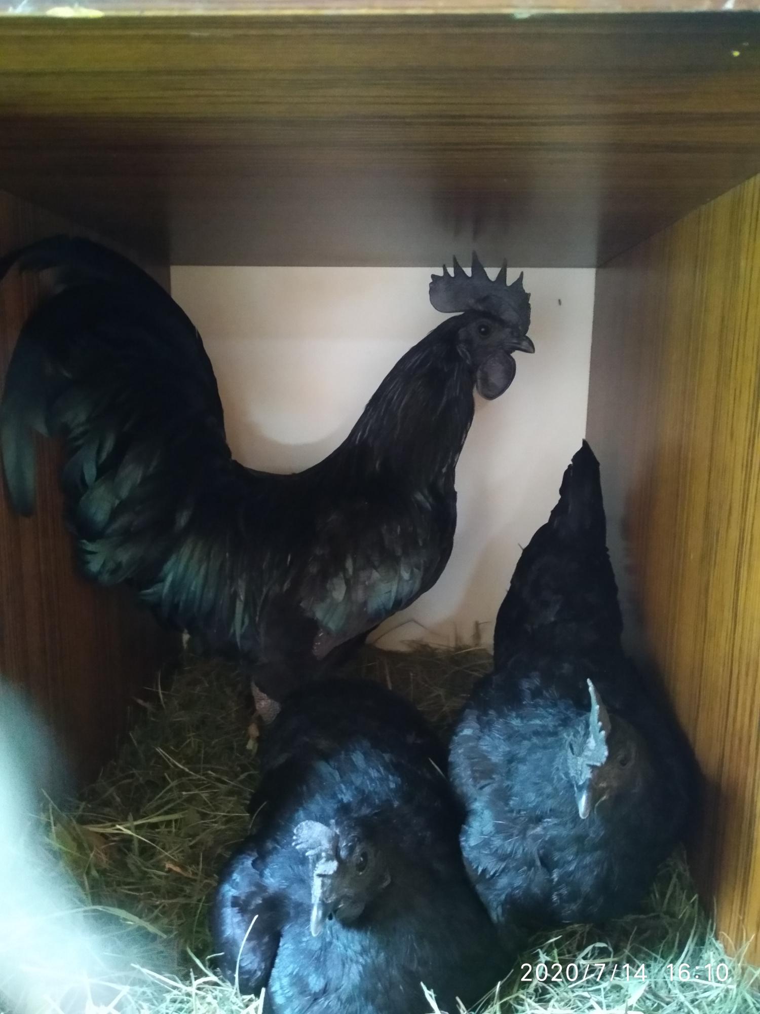 Птенцы черных куриц - фотография № 2
