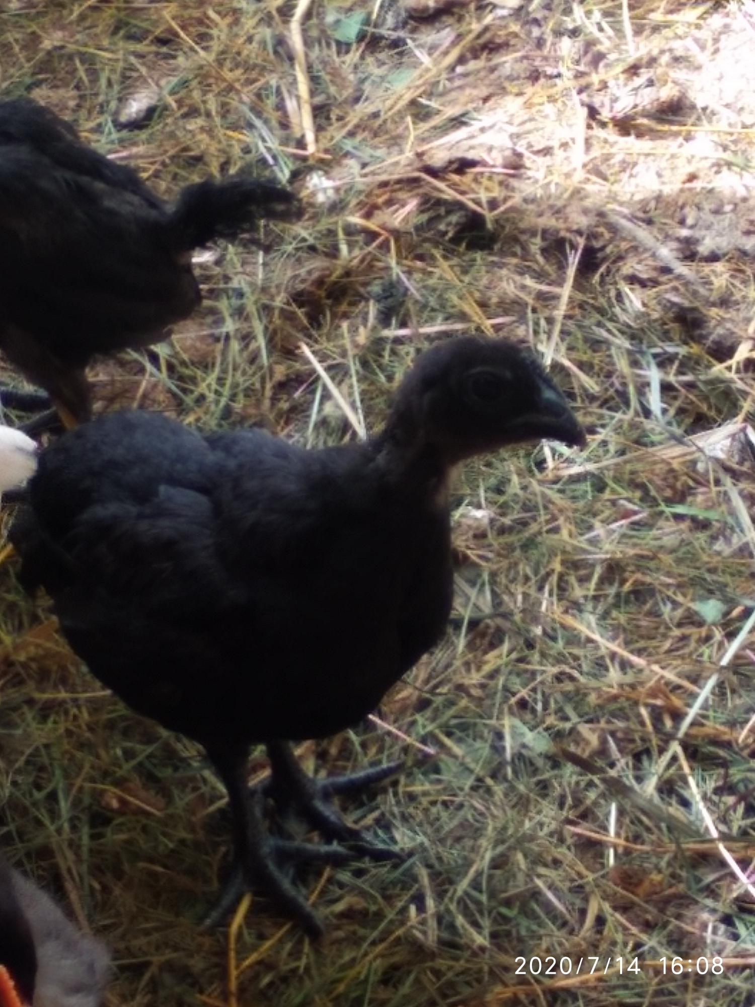 Птенцы черных куриц - фотография № 4