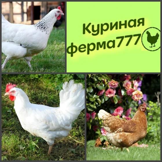 Курочки уже пробрасывают яйца