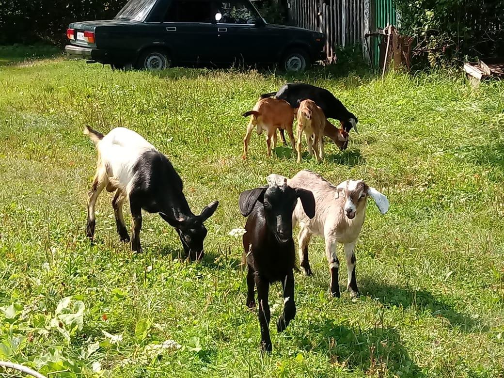 Козлята от молочных коз и взрослые козлы - фотография № 2