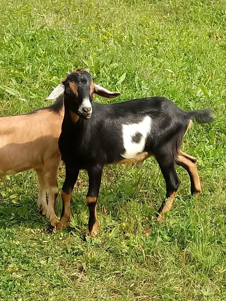 Козлята от молочных коз и взрослые козлы - фотография № 3