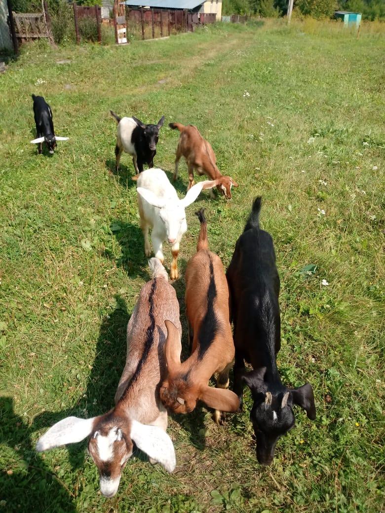 Козлята от молочных коз и взрослые козлы - фотография № 4