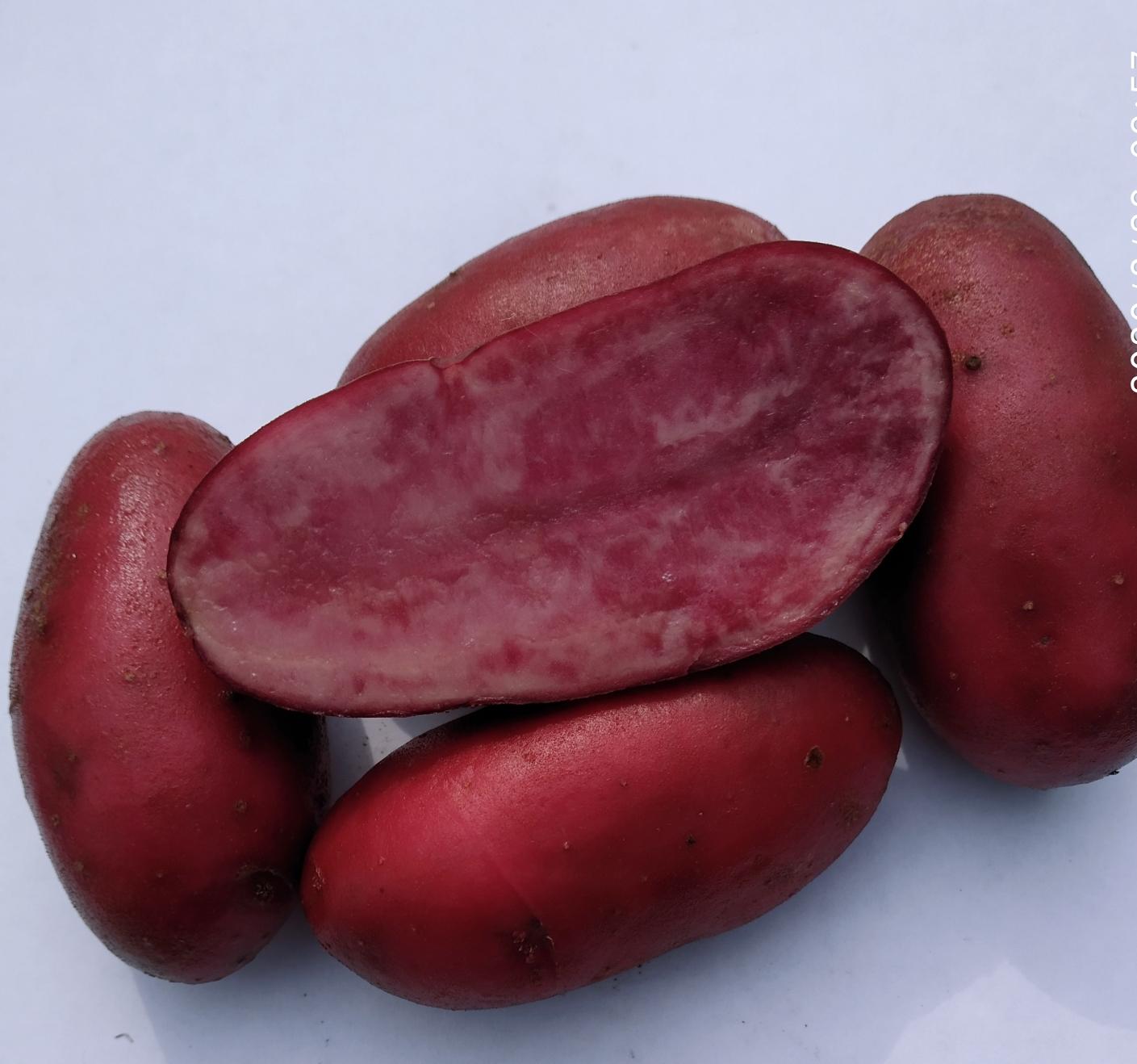 Семена картофеля all Reb (вся Красная) 10шт