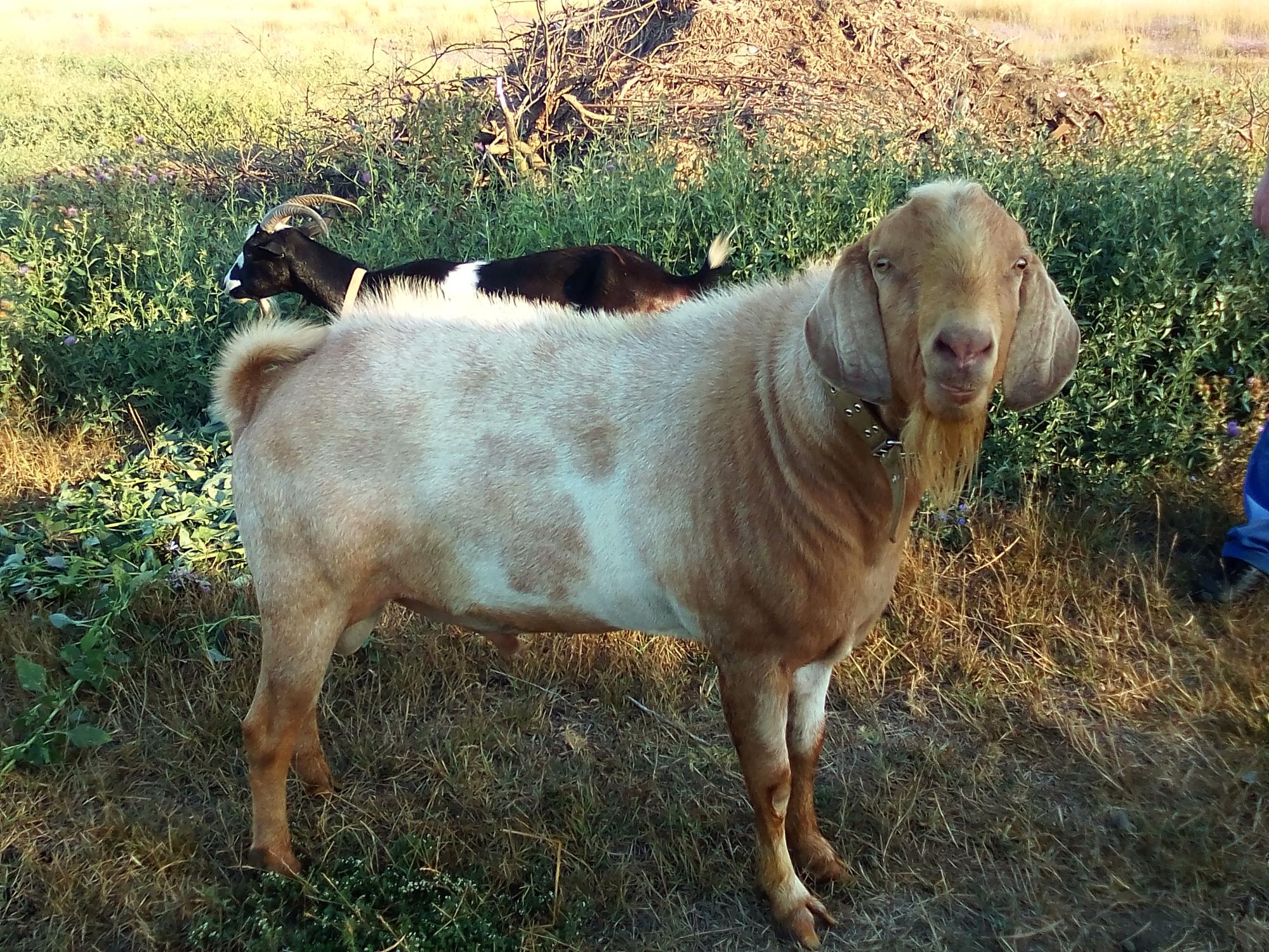 нубийский козел на вязку - фотография № 2
