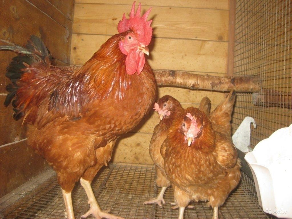 Цыплята Фокси Чик Ломан Браун и Доминанты - фотография № 2