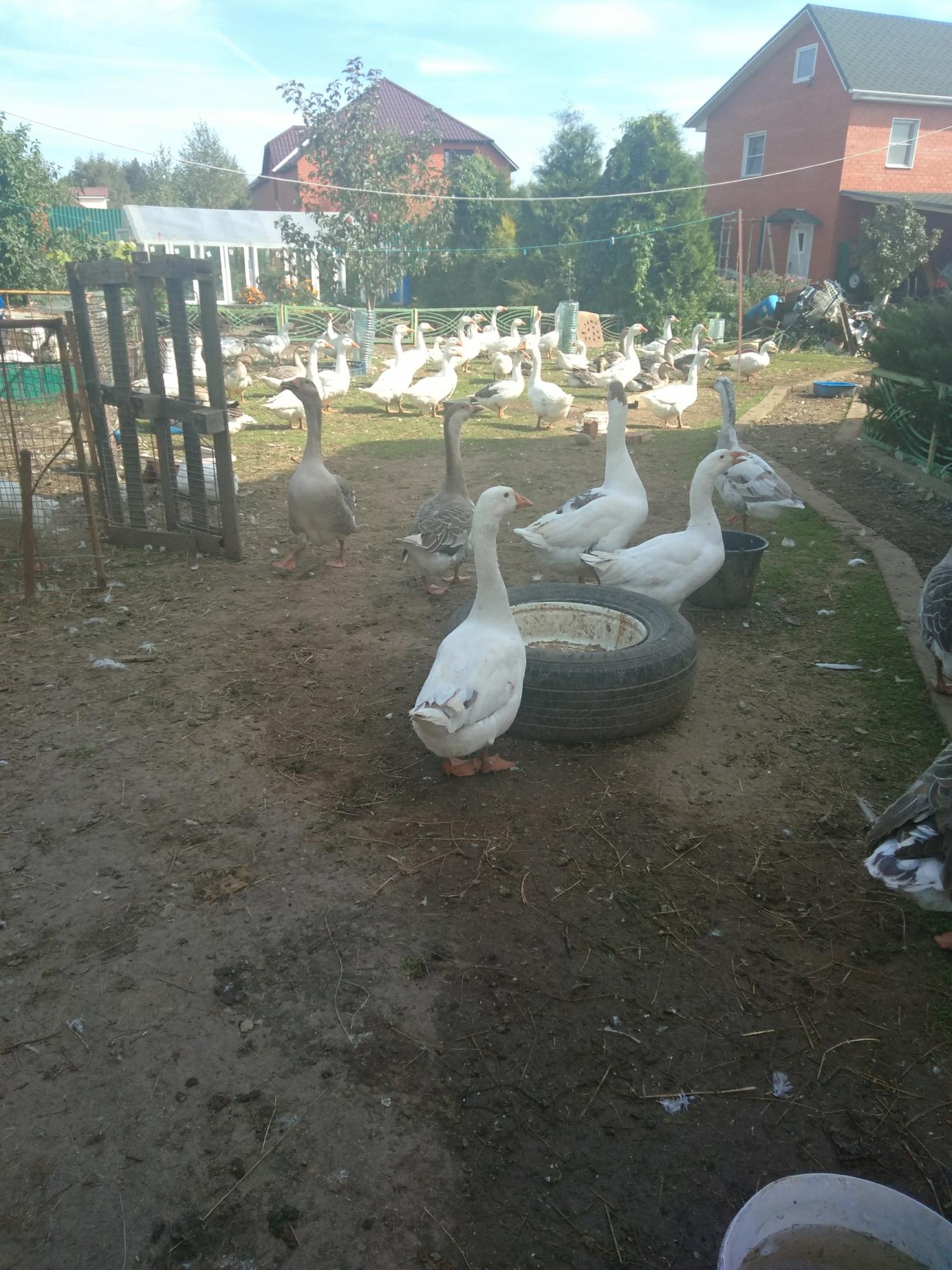 Гуси в Москве