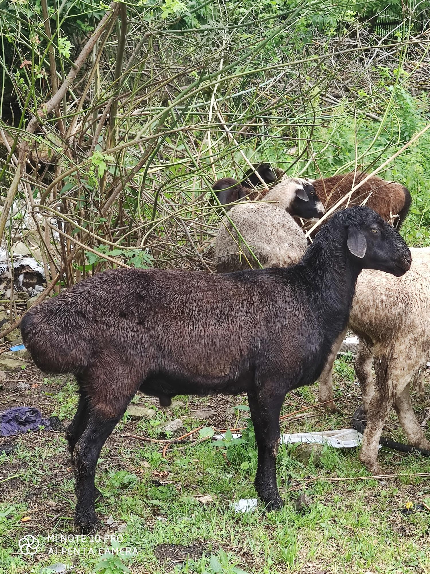 Бараны овци живой вес 275р - фотография № 1
