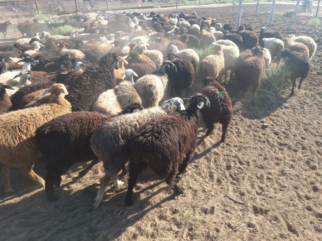 Бараны овци живой вес 275р - фотография № 2