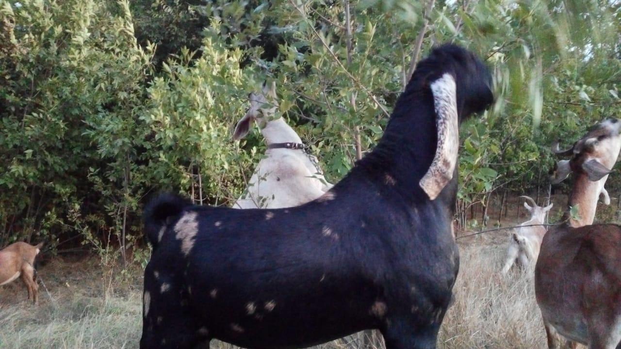 Камори-нубийский козел,вязка - фотография № 1