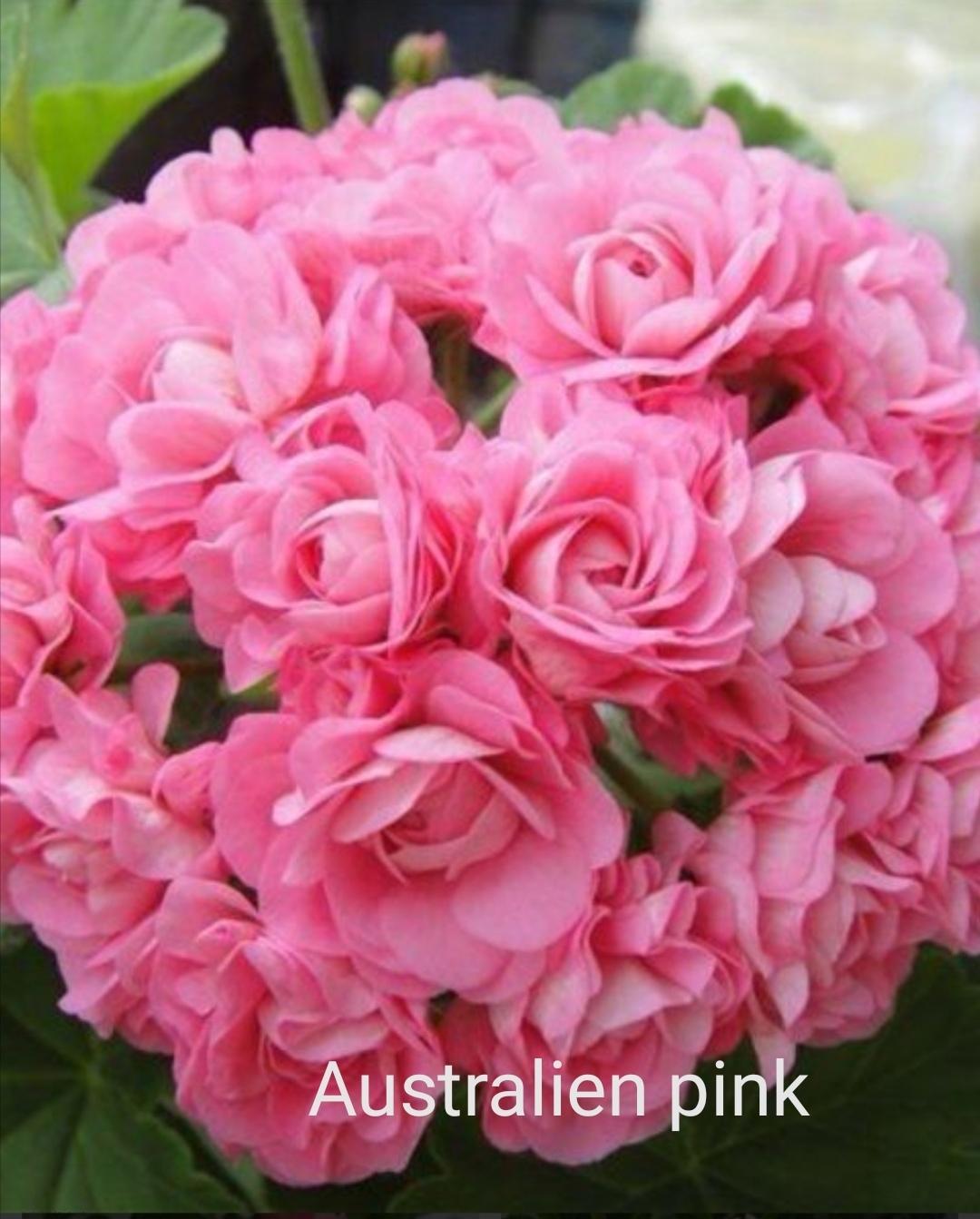 Самые красивые розебудные пеларгонии