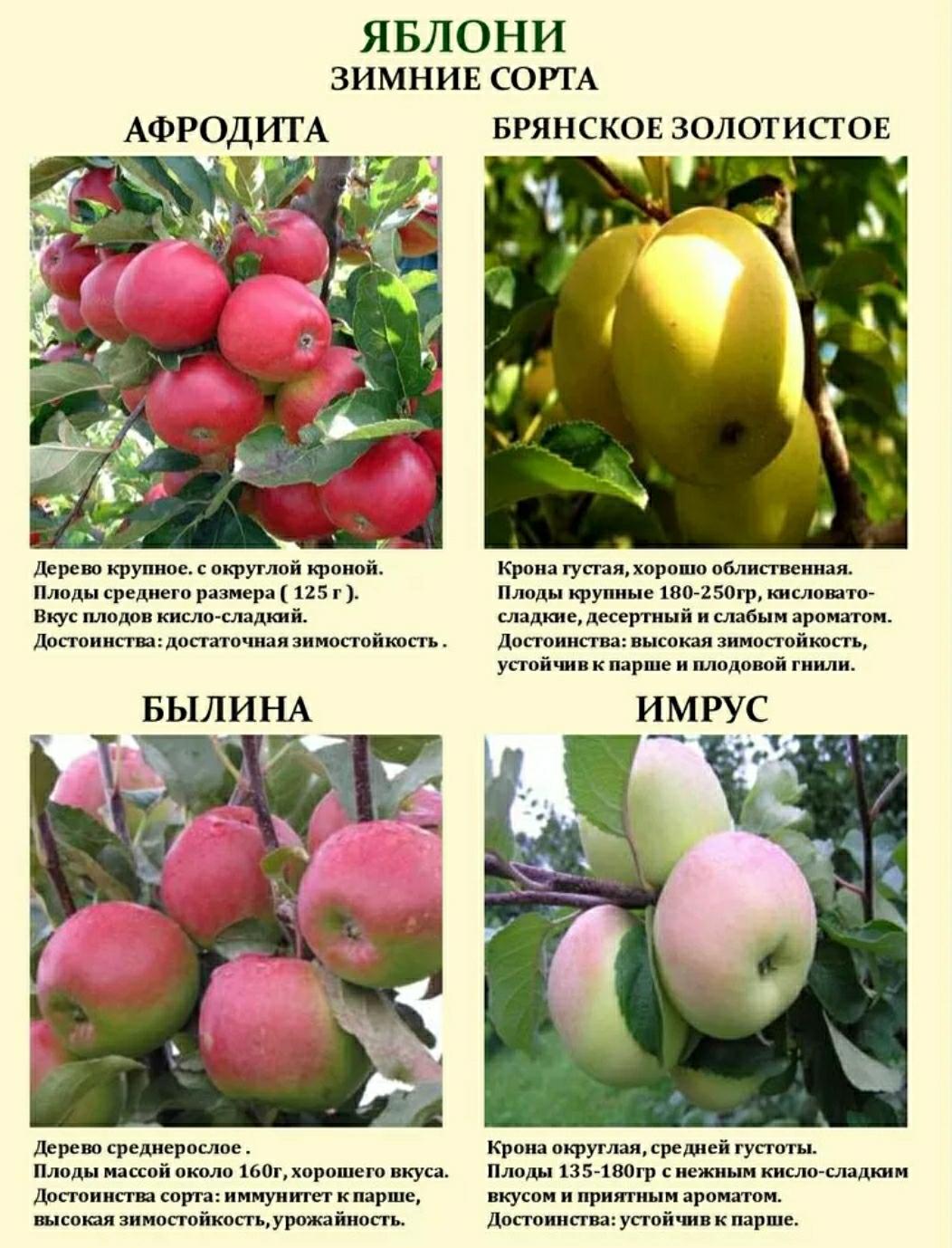 Сорта культурных растений яблоня