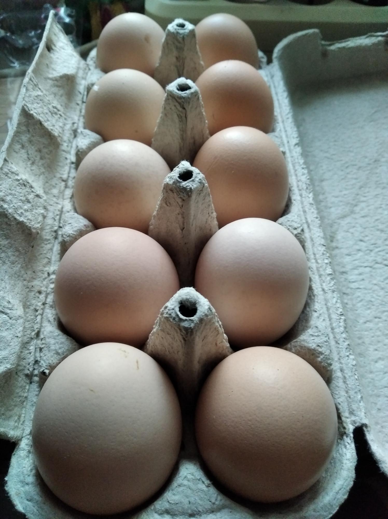 Яйцо инкубационное Брама куропатчатая