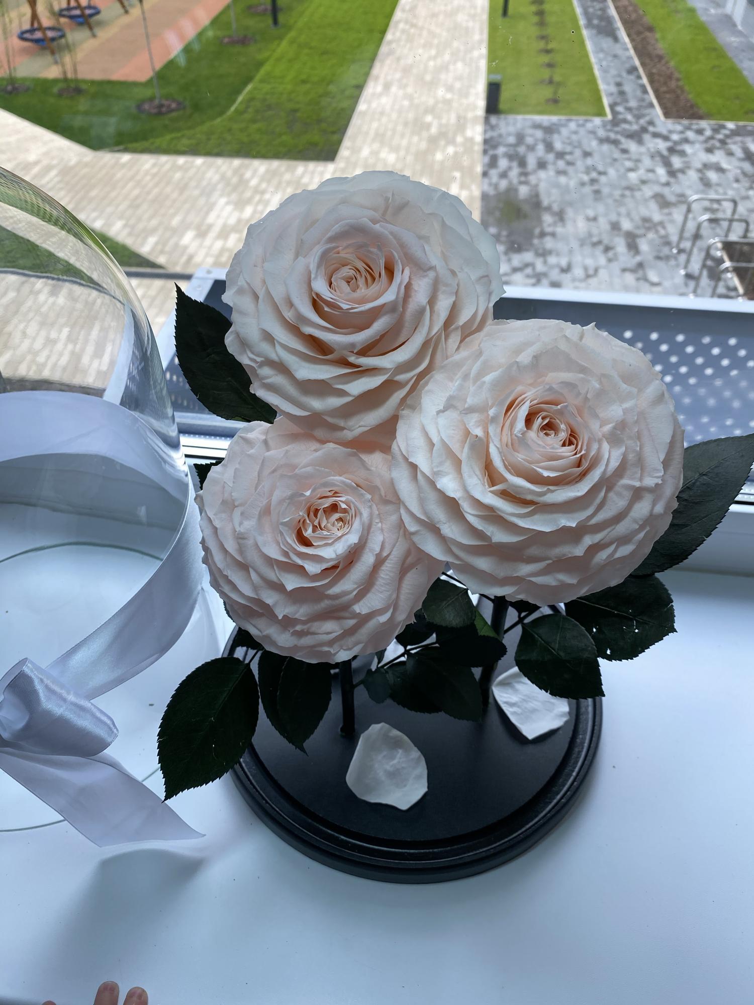 Роза в колбе самая большая купить в Москве, цена 5 290 руб ...