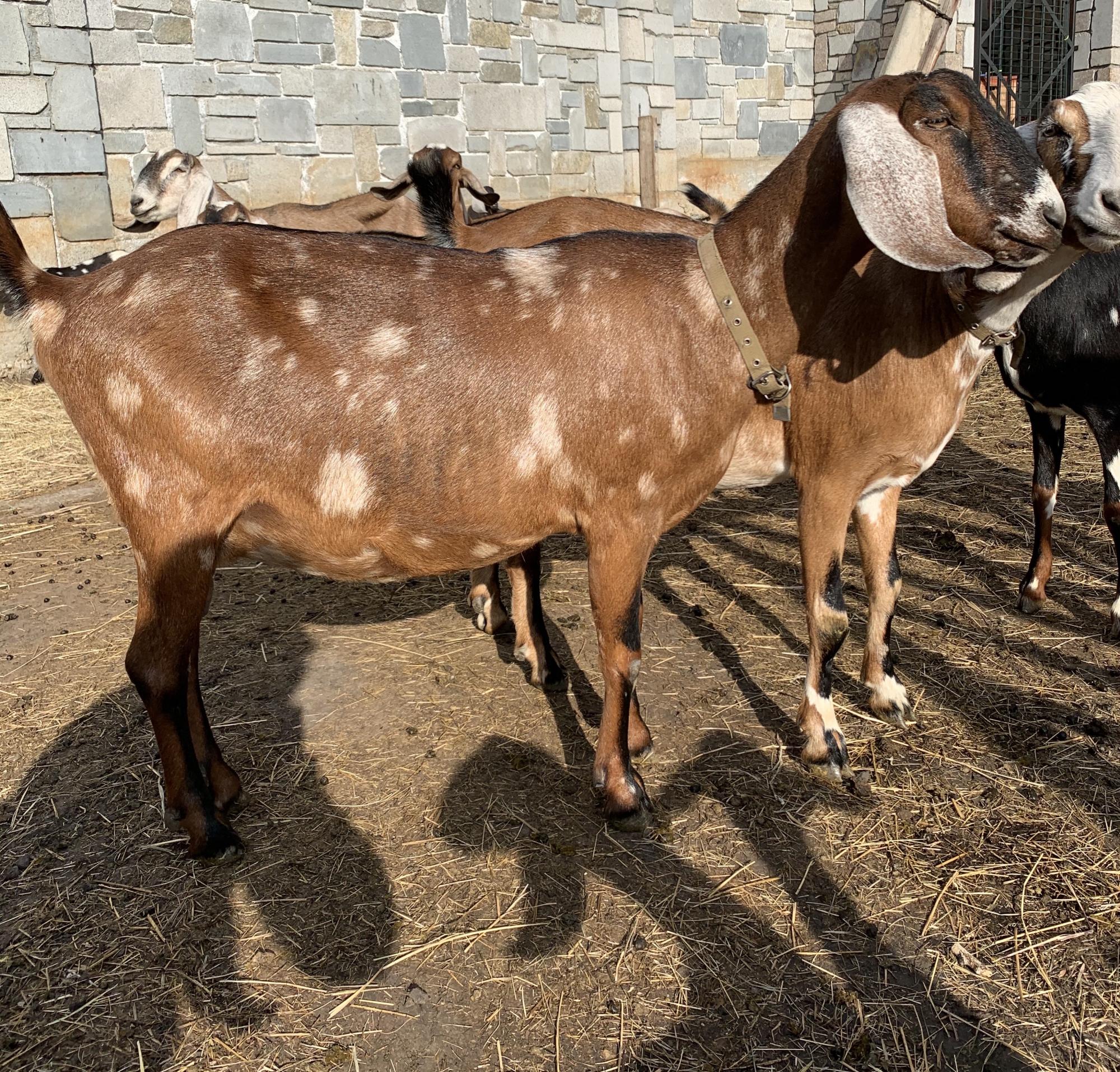 Нубийская коза под покрытие - фотография № 9