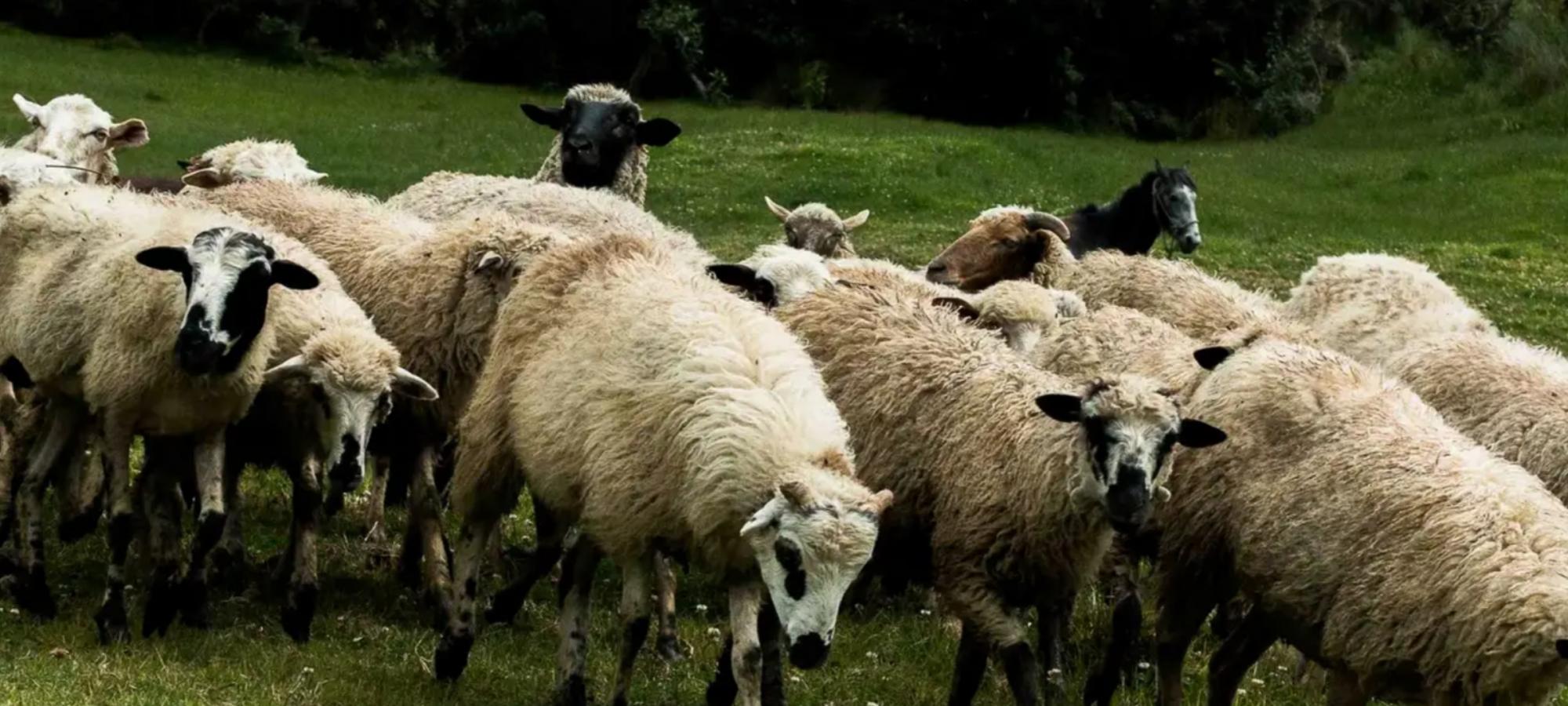 Ягнята ростовская область. Ярка Овечка. Ярки овцы. Бараны и овцы.