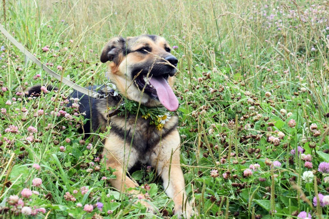 Alice dog. Собака Алиса в добрые руки. Алиса собачку. Алиса домашнюю собаку. Биржа Алиса собака.