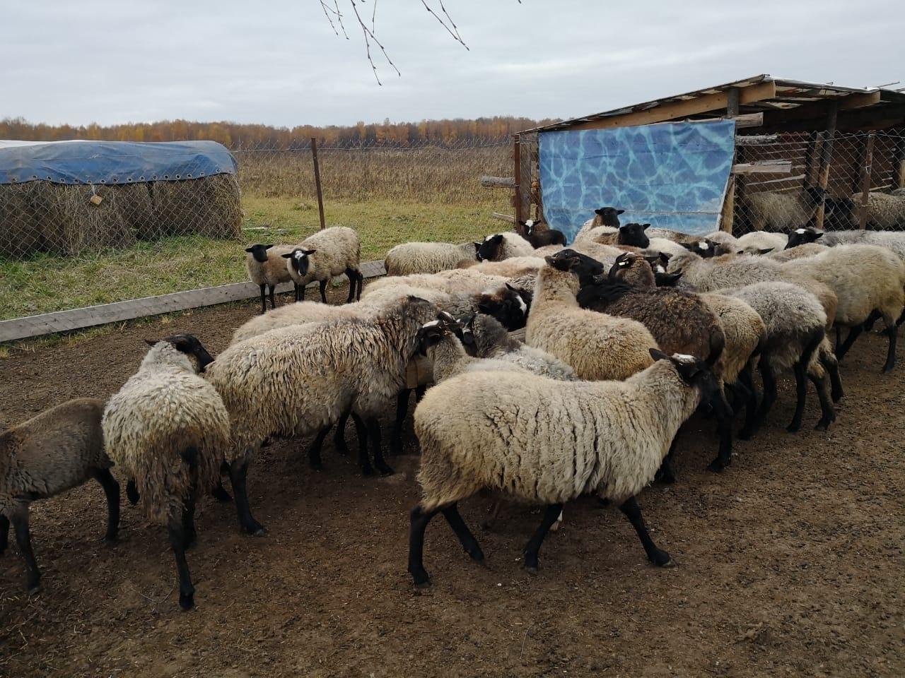 овцы и бараны романовской породы - фотография № 1