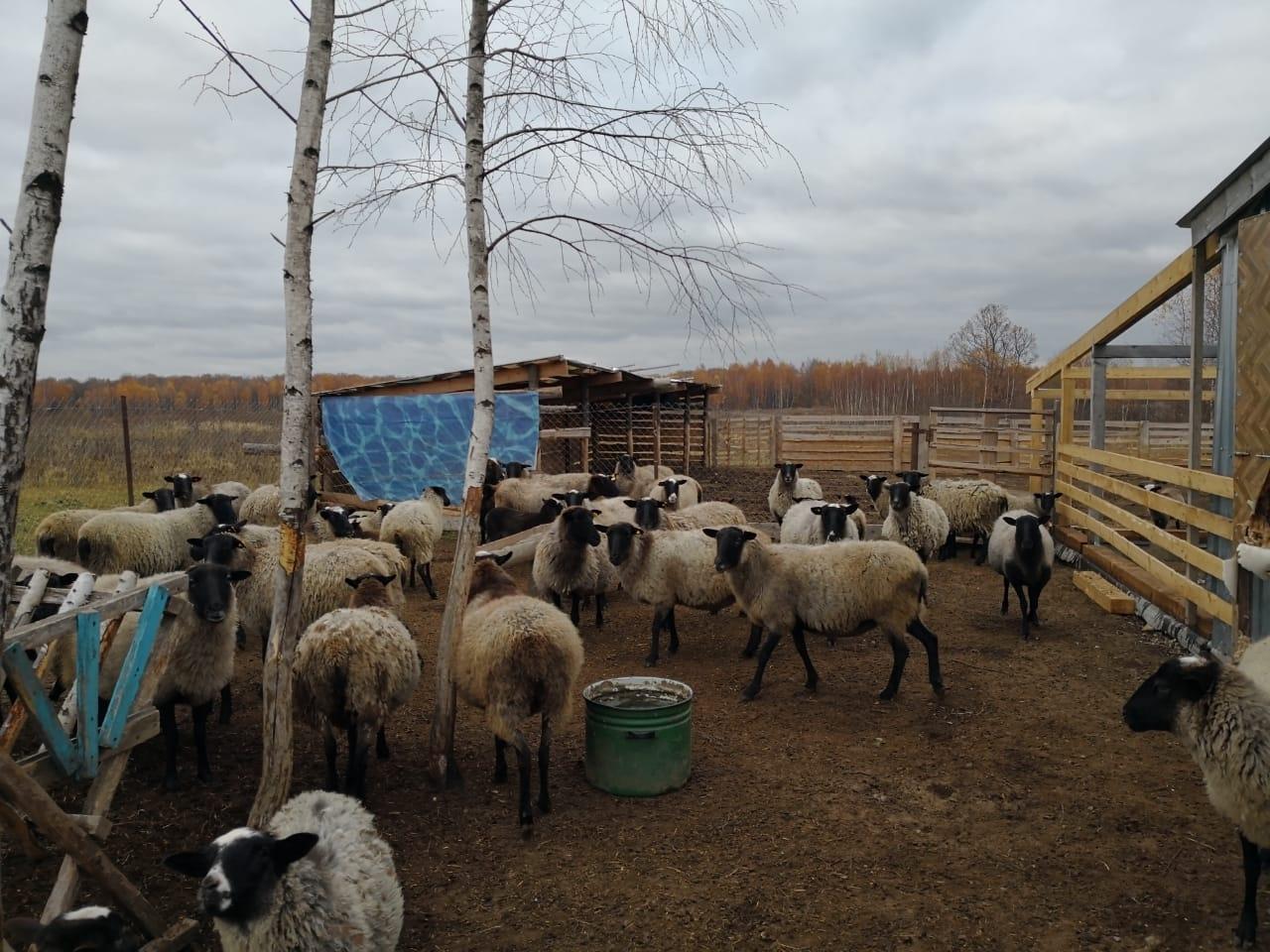 овцы и бараны романовской породы - фотография № 2