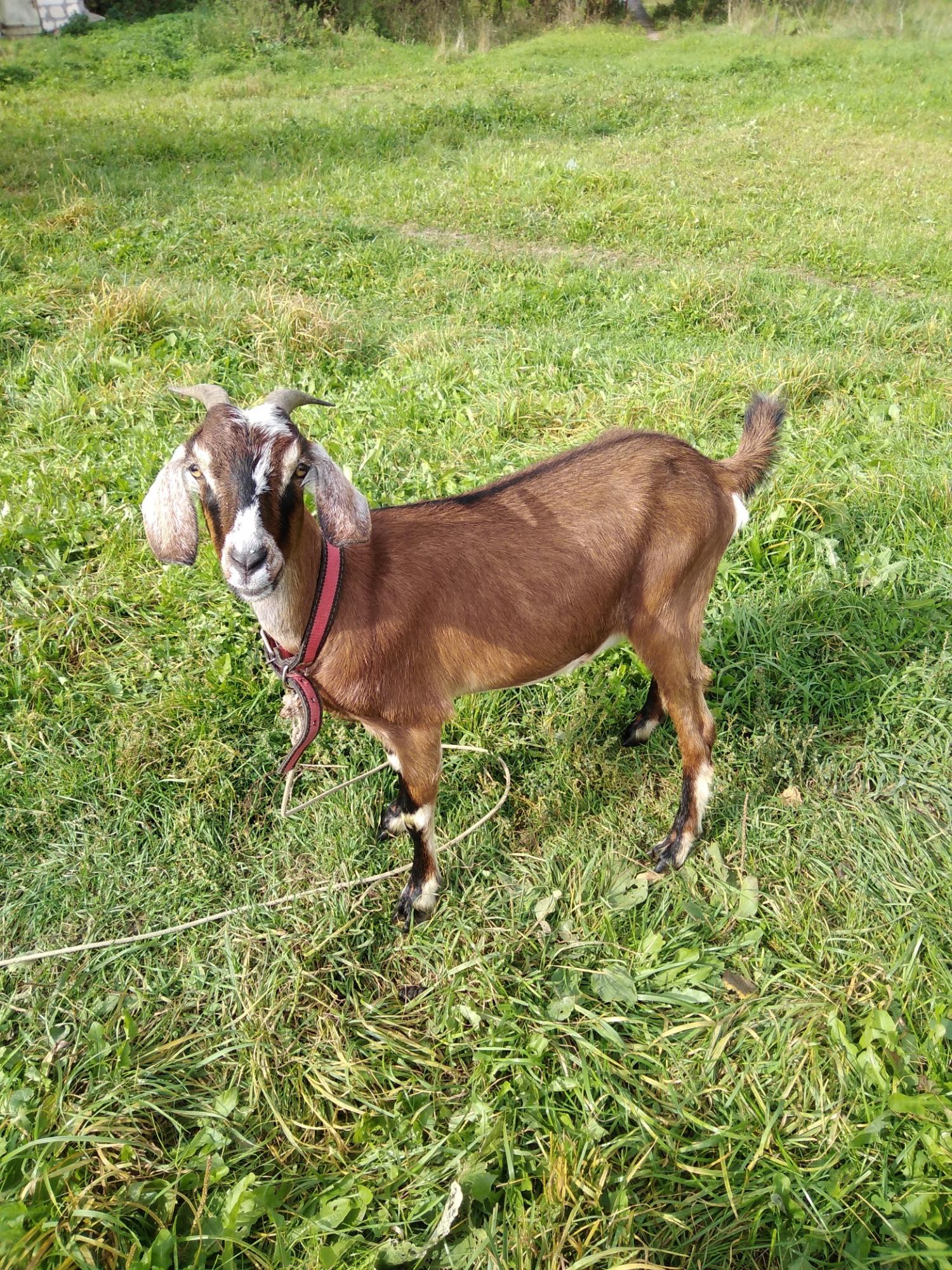 Нубийская коза - фотография № 4