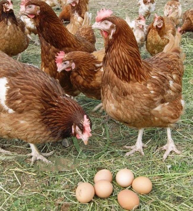 Куры, цыплята и петухи разных пород