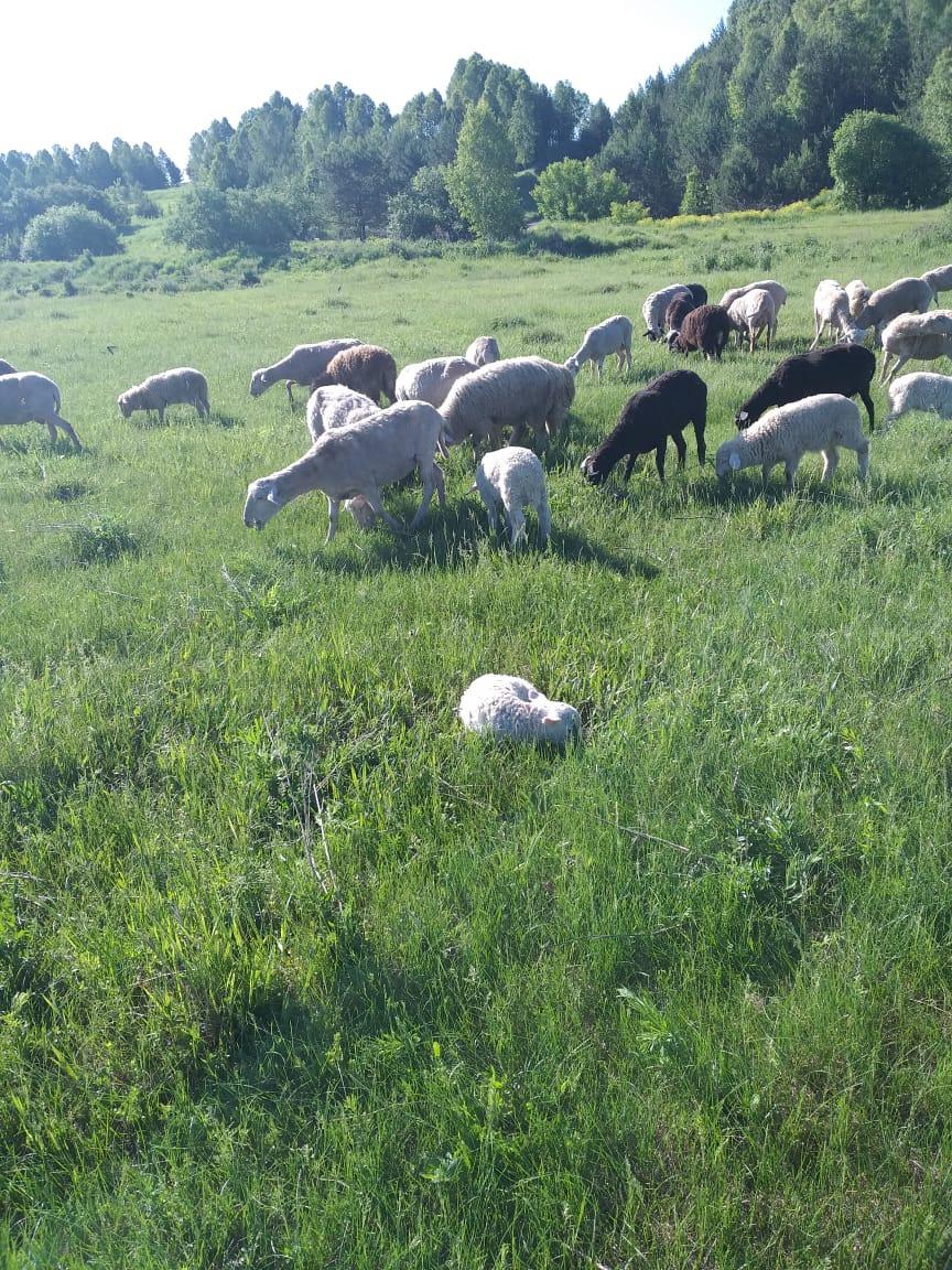 Стадо овец - фотография № 5
