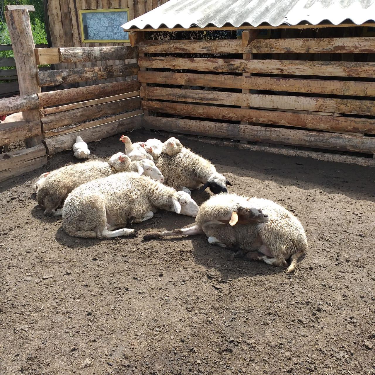 Стадо овец - фотография № 6