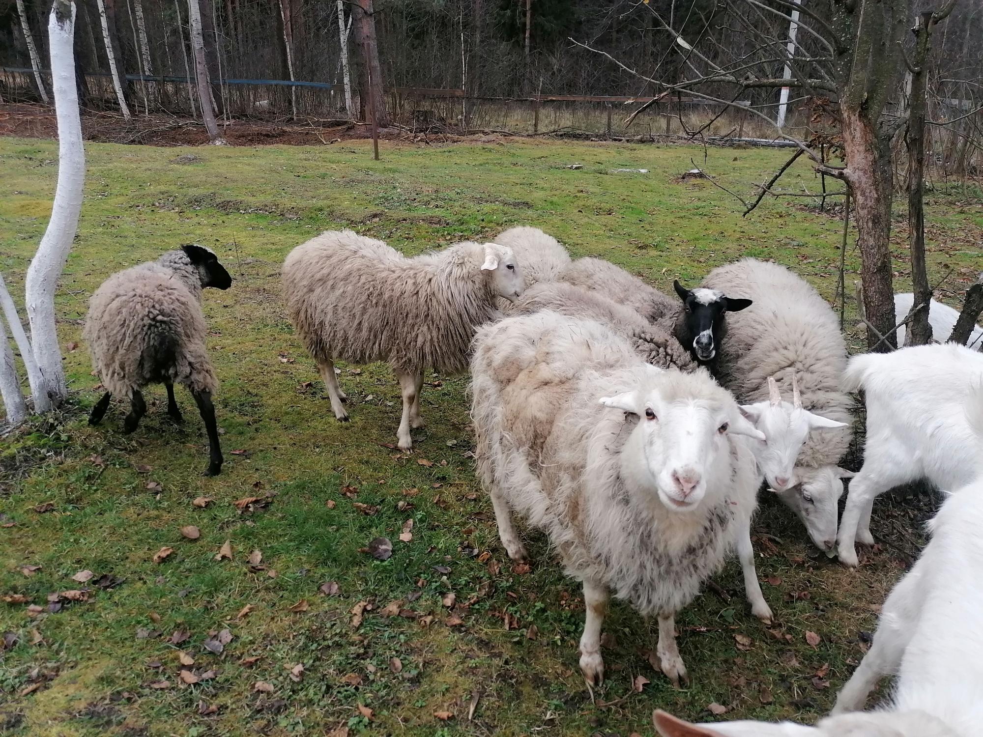 Овца бараны - фотография № 4