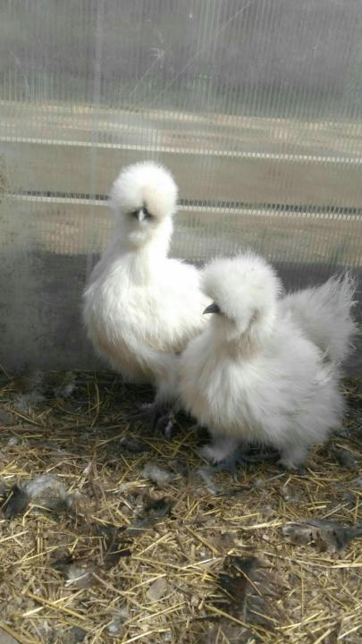 инкубационное яйцо и цыплята