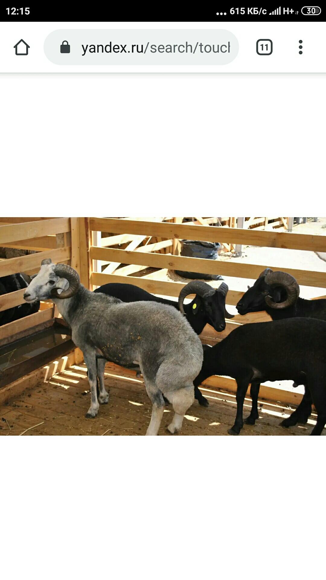 Овцы каракуливой породы