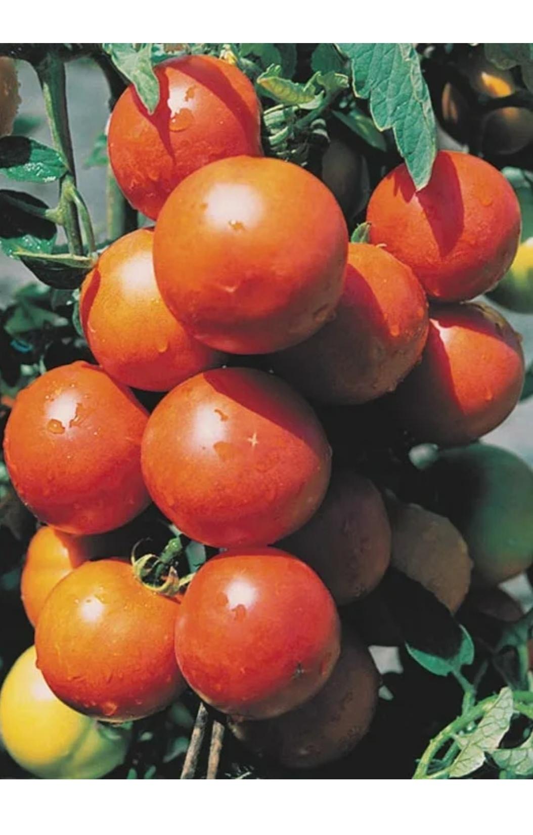 Семена томат Яблонька России