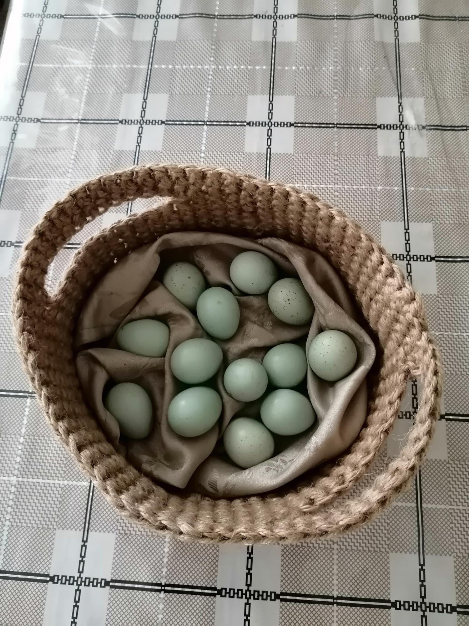 Селадон инкубационное яйцо - фотография № 1