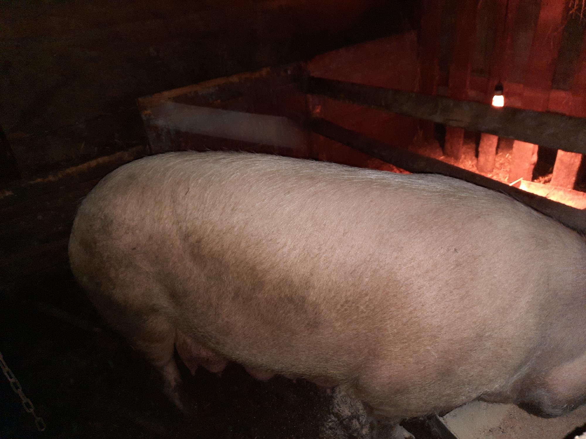 Поросята Буденновский район. Сколько стоит свинья. Купить свиней в Луганской области. Свинья стоимость