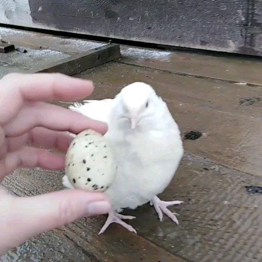 Инкубационное перепелиное яйцо - фотография № 2