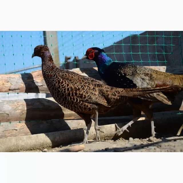 Цыплята фазанов от месяца и старше - фотография № 5