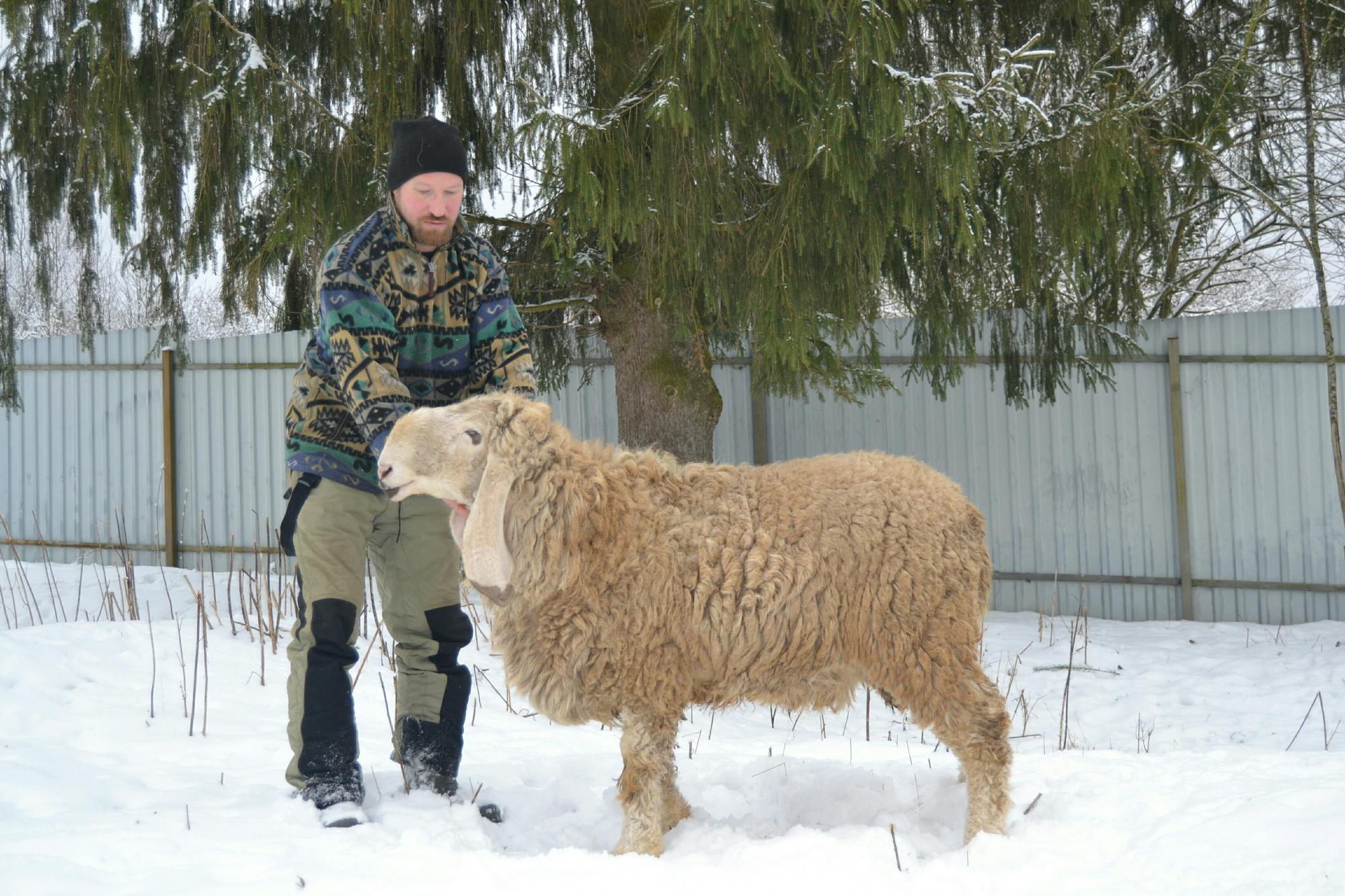 Овцы Долан Кайла думба - фотография № 1