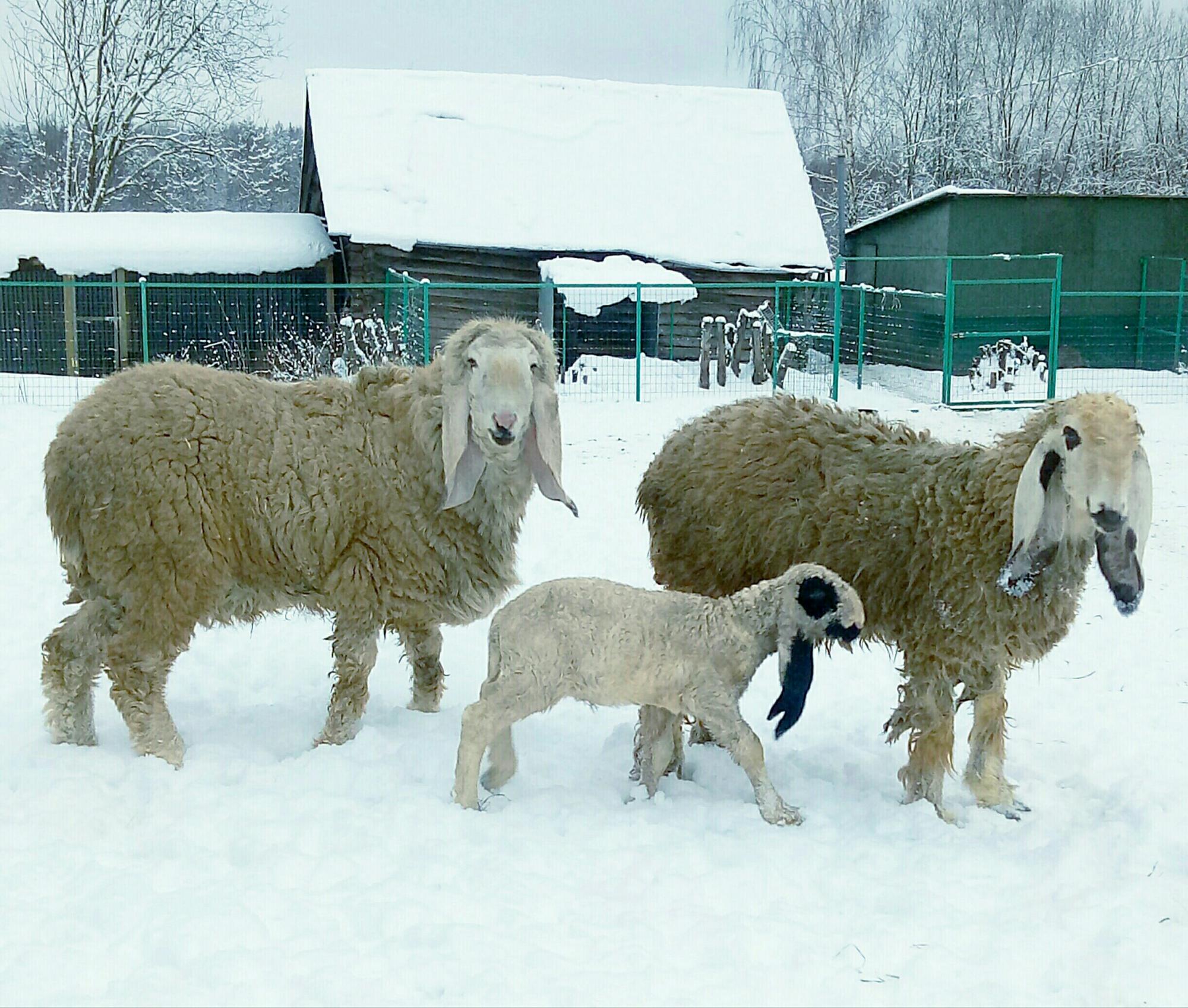 Овцы Долан Кайла думба - фотография № 2