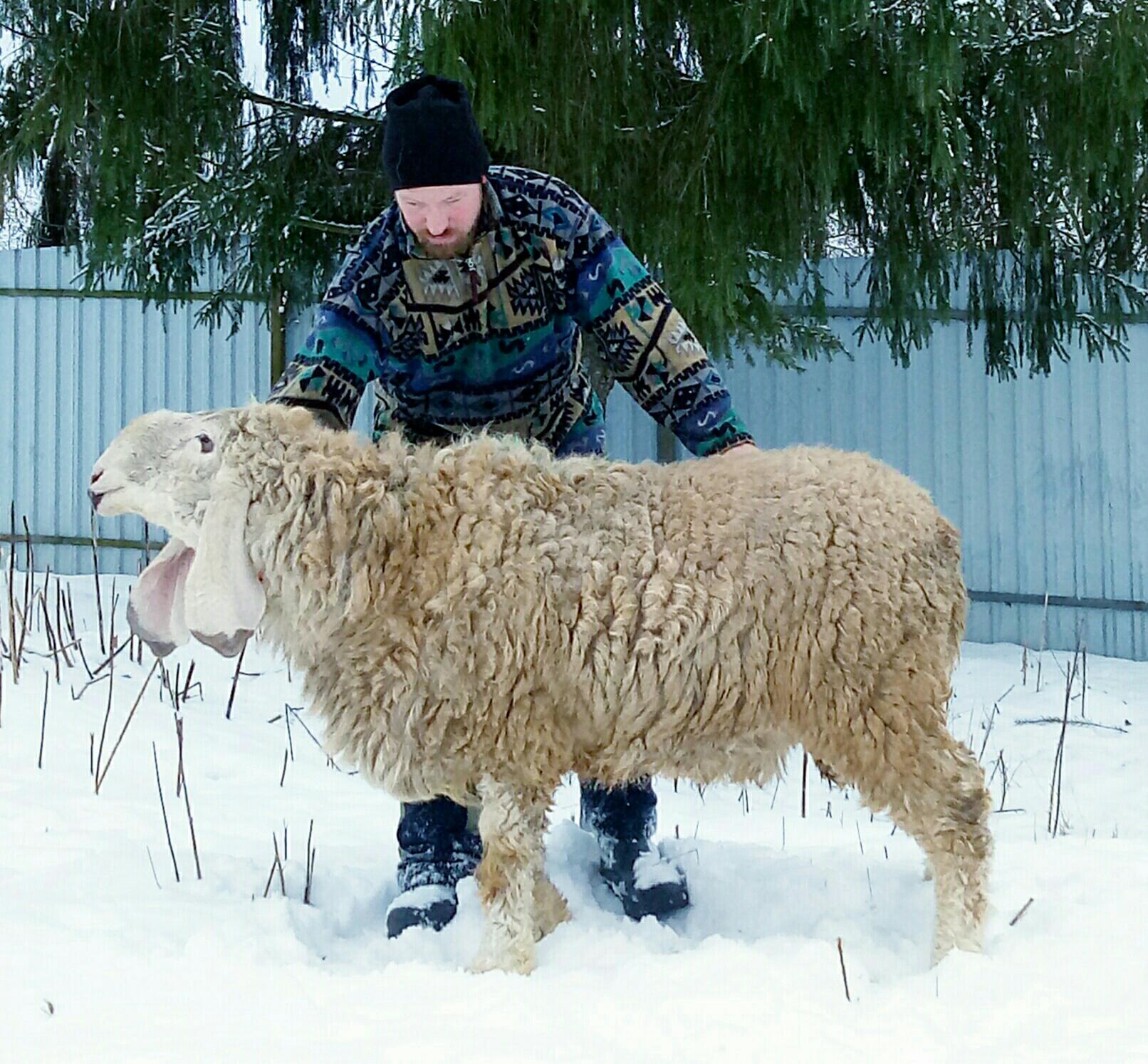 Овцы Долан Кайла думба - фотография № 4