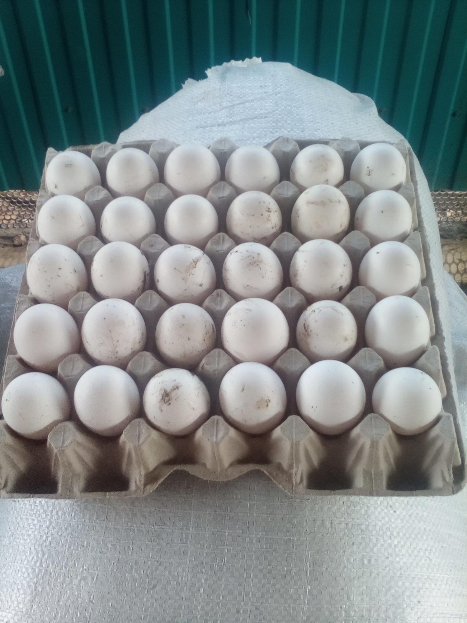 Инкубационное яйцо ицыплята, куры, индоутки - фотография № 3